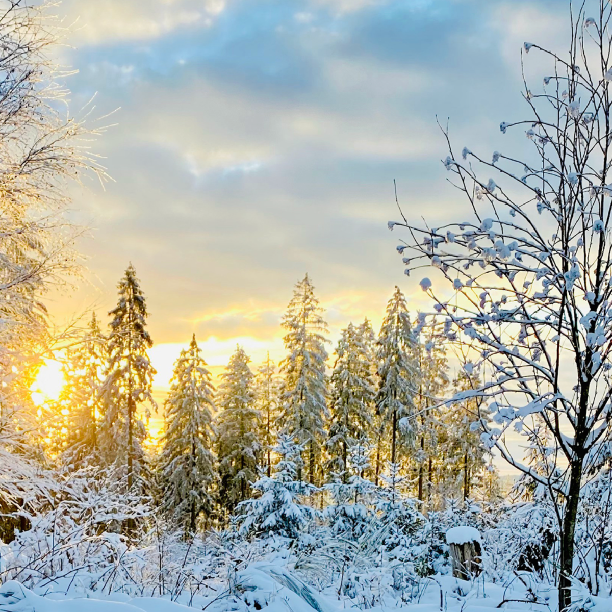 The Hollies and Follies of RCDS