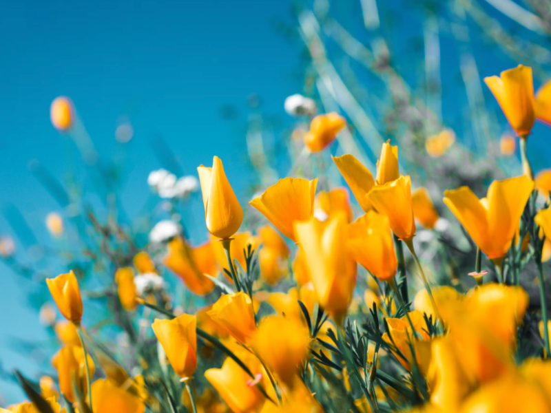 Snapshots of Spring Break